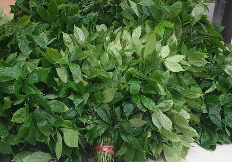 Lá Sâm Ngọc Tươi